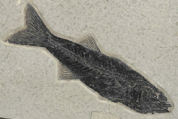 Uncommon Fish Fossil (Mioplosus) - Wyoming #211161
